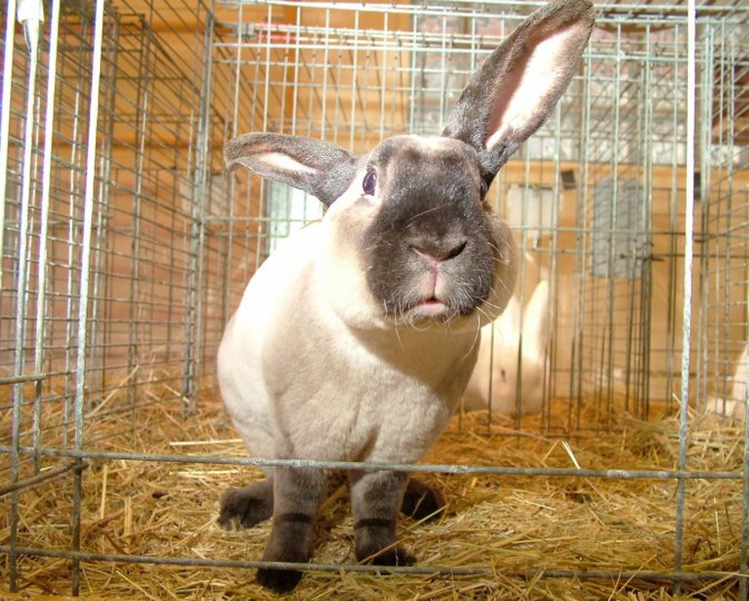 kaninchen_041.jpg
