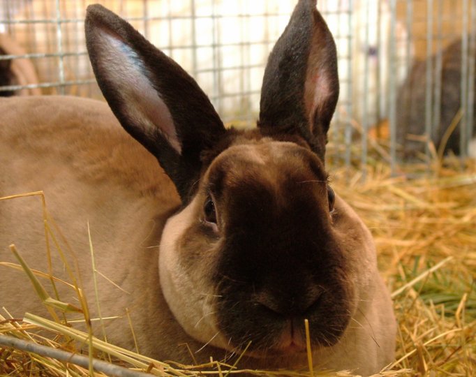 kaninchen_044.jpg