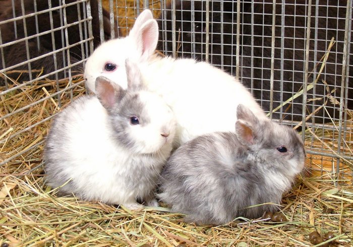 kaninchen_064.jpg