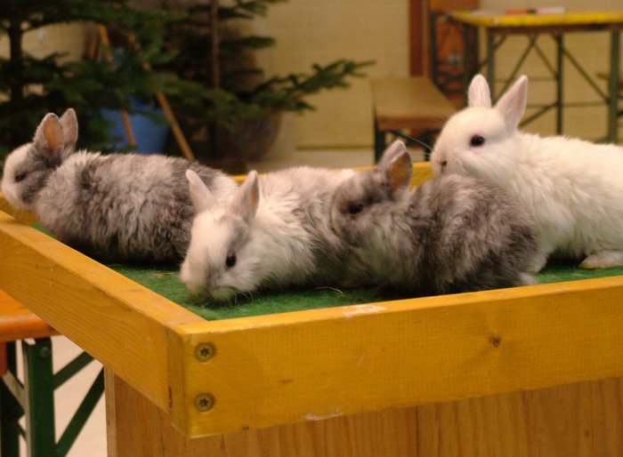 kaninchen_071.jpg