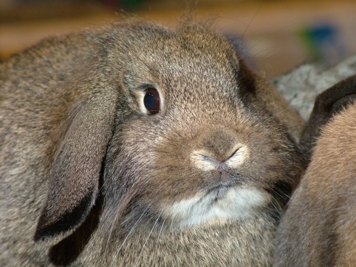 kaninchen_081.jpg