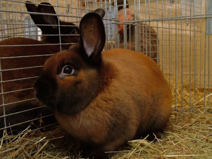 kaninchen_093.jpg
