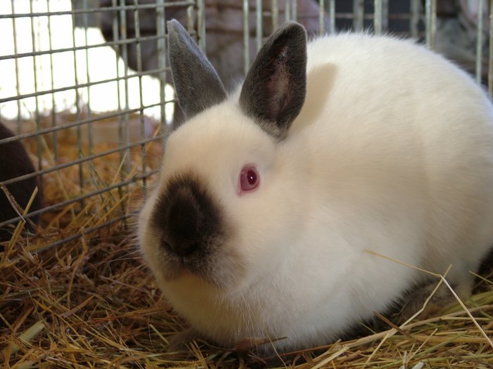 kaninchen_099.jpg