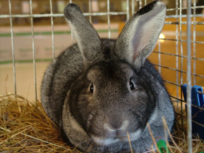 kaninchen_115.jpg