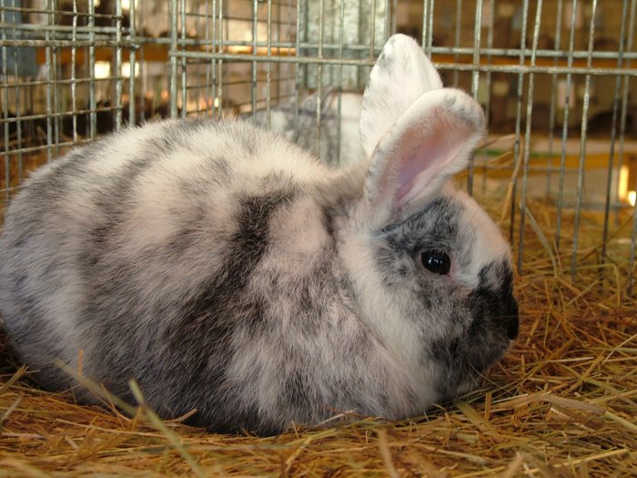 kaninchen_120.jpg