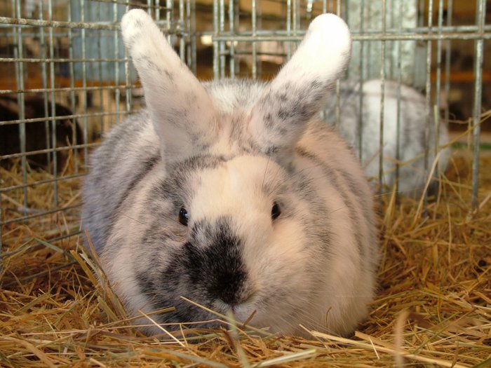 kaninchen_121.jpg