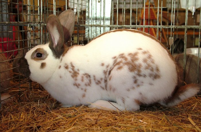 kaninchen_126.jpg