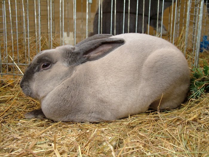 kaninchen_177.jpg