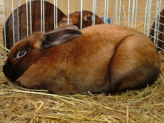 kaninchen_193.jpg