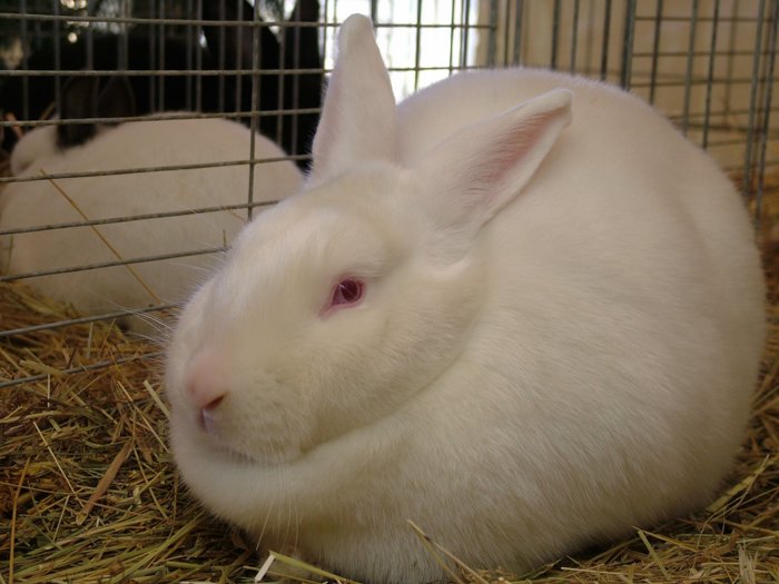 kaninchen_198.jpg
