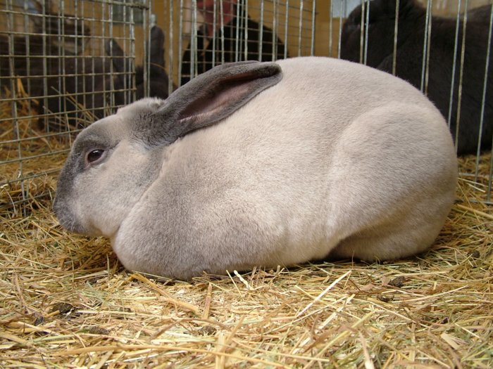 kaninchen_210.jpg