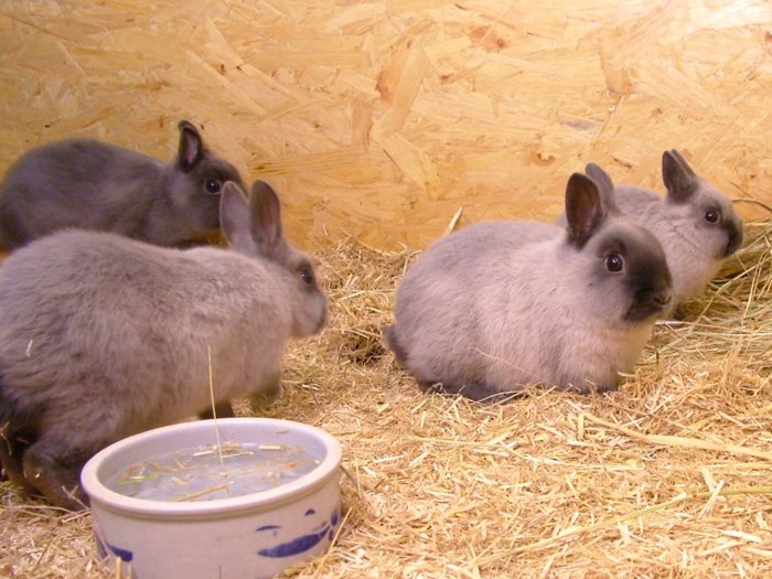 kaninchen_218.jpg
