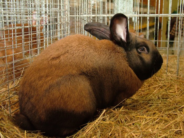 kaninchen_259.jpg