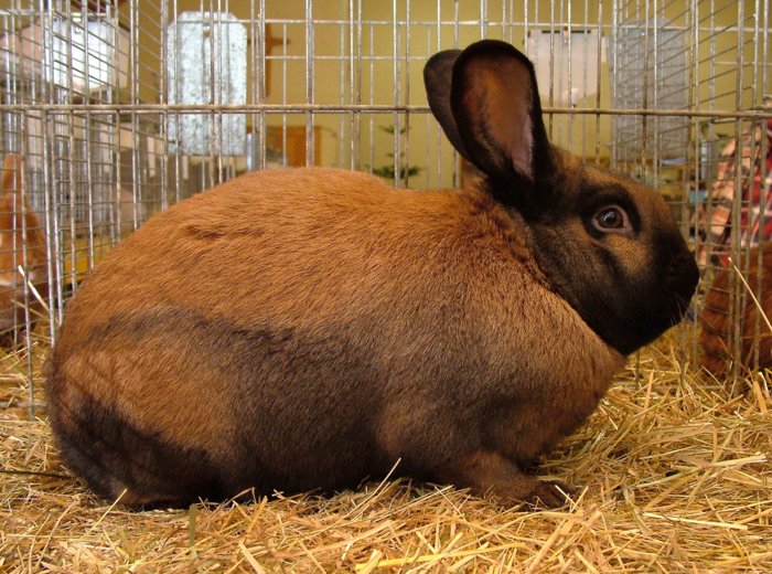 kaninchen_264.jpg