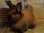 kaninchen_093.jpg