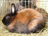 kaninchen_097.jpg