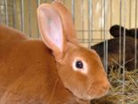 kaninchen_186.jpg