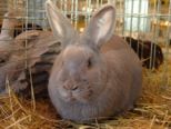 kaninchen_005.jpg