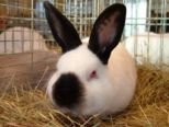 kaninchen_013.jpg