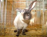 kaninchen_041.jpg