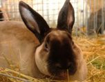 kaninchen_044.jpg