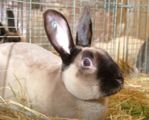 kaninchen_047.jpg