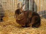 kaninchen_058.jpg