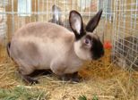 kaninchen_062.jpg