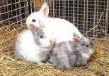 kaninchen_064.jpg