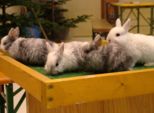kaninchen_071.jpg