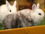 kaninchen_076.jpg