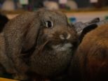 kaninchen_079.jpg