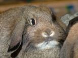 kaninchen_081.jpg