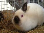 kaninchen_099.jpg