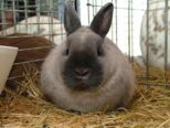kaninchen_103.jpg