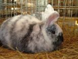 kaninchen_120.jpg
