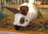 kaninchen_130.jpg