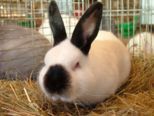 kaninchen_138.jpg