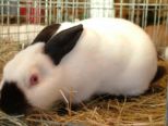 kaninchen_141.jpg