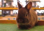 kaninchen_145.jpg