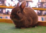 kaninchen_154.jpg
