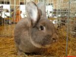 kaninchen_172.jpg
