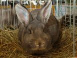 kaninchen_175.jpg