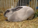 kaninchen_177.jpg