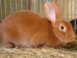 kaninchen_184.jpg