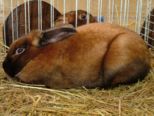 kaninchen_193.jpg
