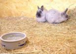 kaninchen_206.jpg