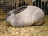kaninchen_210.jpg