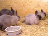 kaninchen_218.jpg