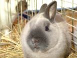 kaninchen_222.jpg